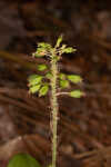 Green adder's-mouth orchid